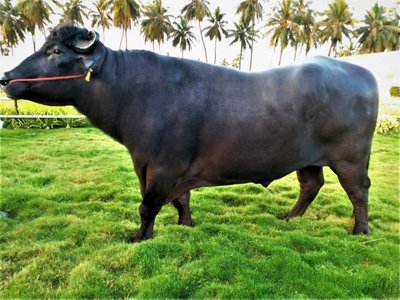 BALARAM (MURRAH BREED)