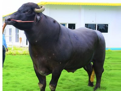 BALARAM (MURRAH BREED)